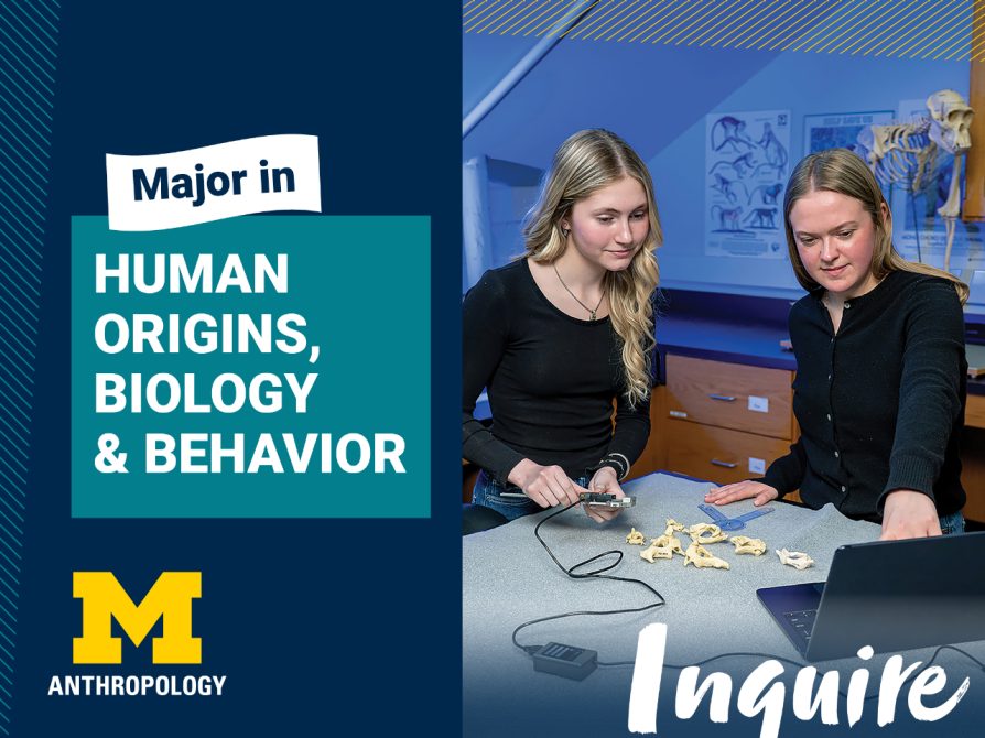 Two students analyze primate skeletal structures in Professor Laura MacLatchy’s lab.