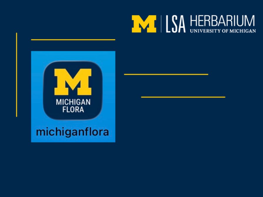 New plant identification app available, powered by U-M Herbarium 