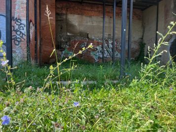 Colorful graffiti can be seen covering a brick wall on an abandoned brick structure. In the foreground, grass and weeds with purple flowers grow.