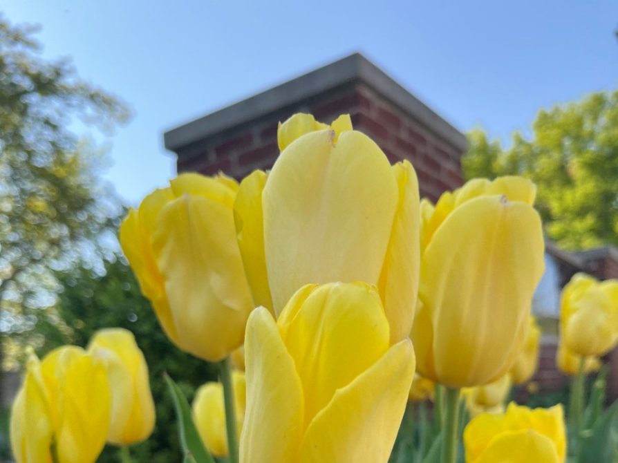 Yellow tulips in foreground with campus blurred in background