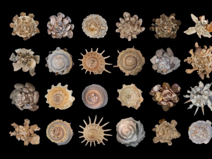Division of Mollusks 