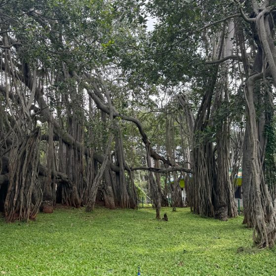 Trees over a green forest floor
