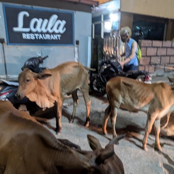 A motorcyclist wearing a helmut is standing with his bike behind a group of small brown cows in front of a restaurant in the evening