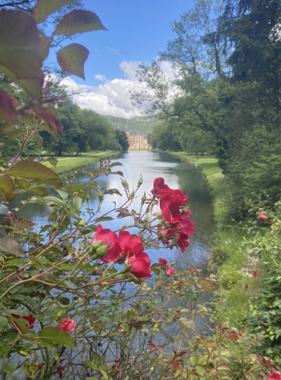 Flowers in front of a river