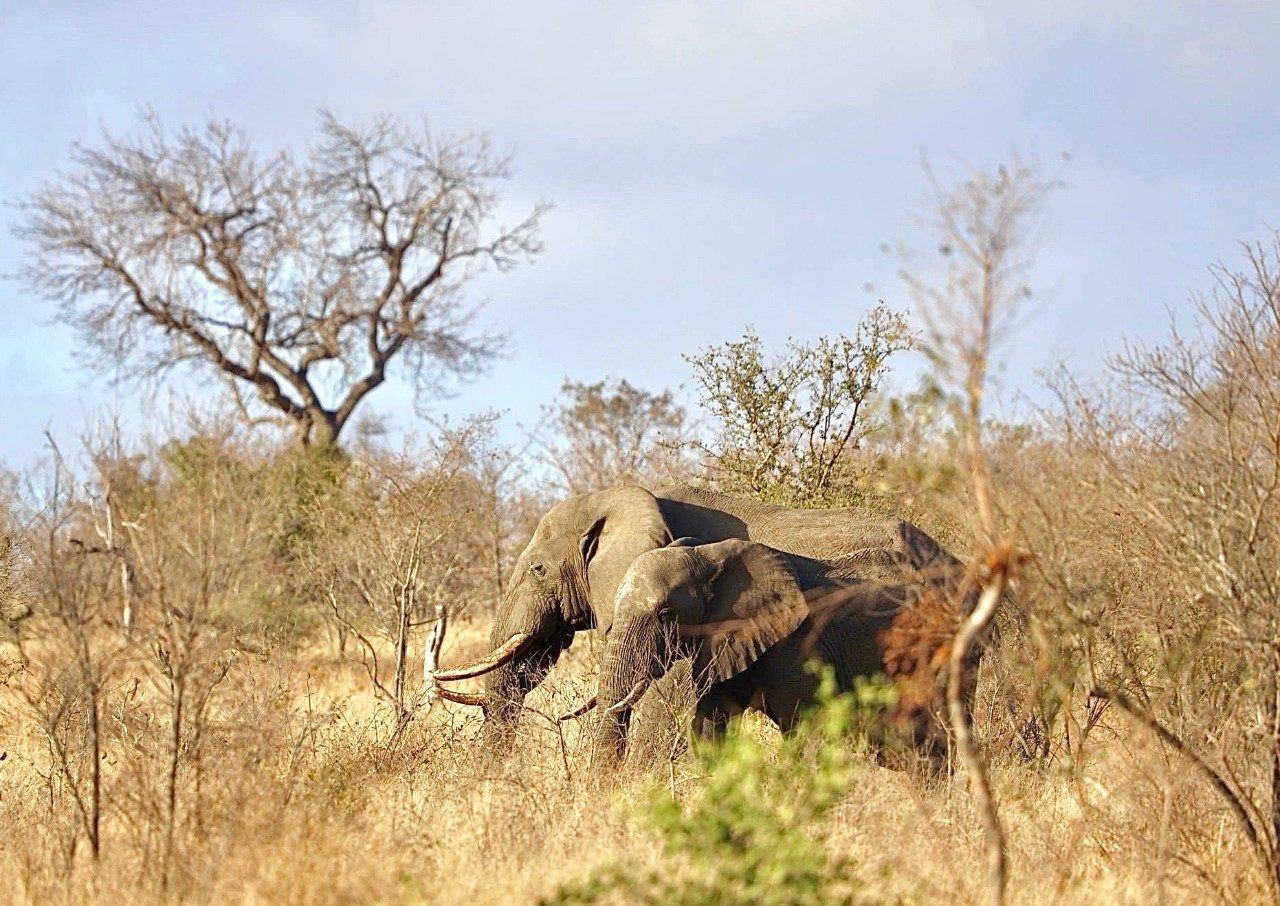 Elephant in South Africa