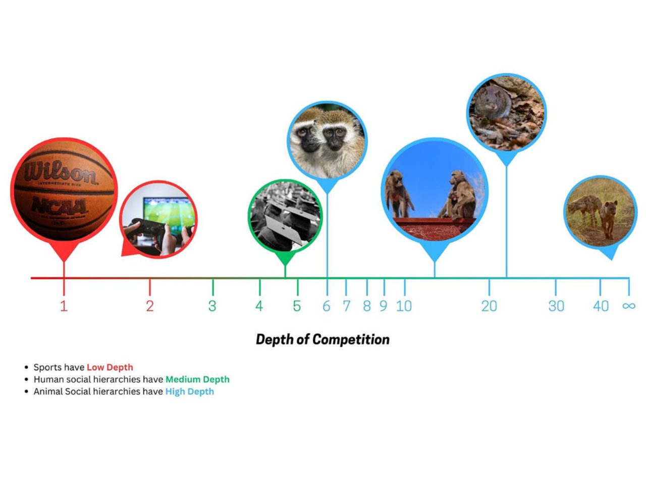 New research from the University of Michigan has introduced a metric that can quantify the depth of all sorts of competitions, including sports and video games, but also more social "contests," including university rankings and animal hierarchies, or pecking orders