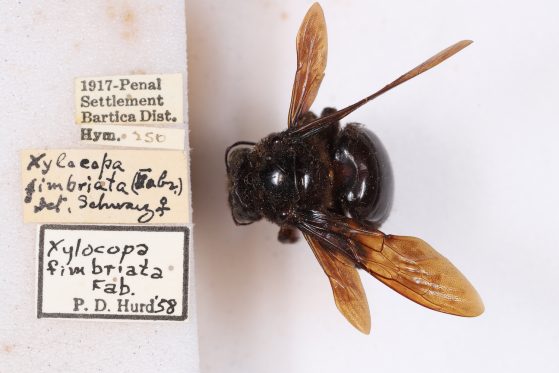 A dorsolateral photograph of a fimbriata specimen, courtesy of A'liya Spinner 