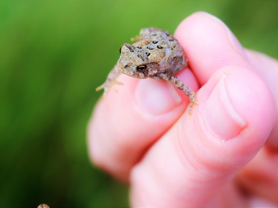 Young American toad (Anaxyrus amaricanus)