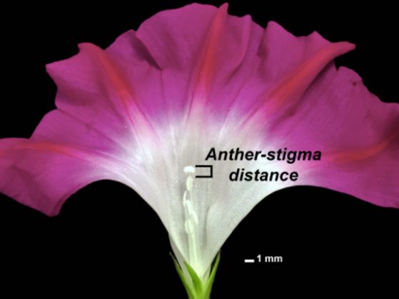 A morning glory flower labeled to show the distance between the male reproductive part, the anther, and the female reproductive part, the stigma.