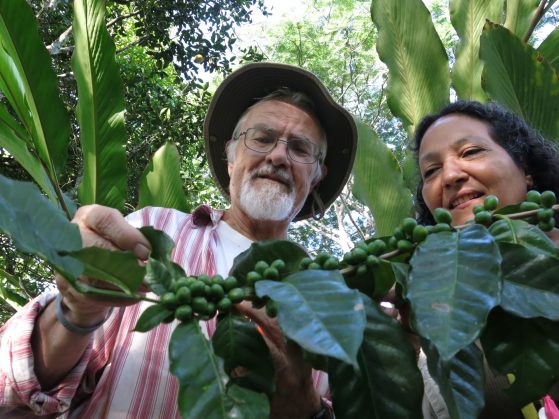 John Vandermeer and Ivette Perfecto assessing coffee plants for rust. 