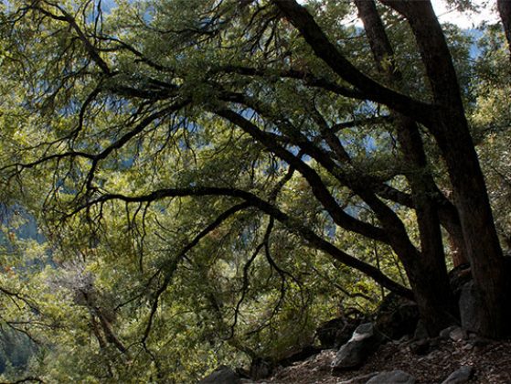 Canyon live oak canopy from flickr user Laura Camp.