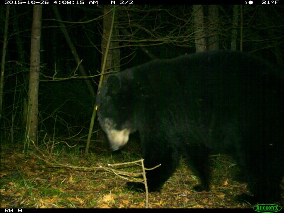 A black bear makes a cameo appearance at the U-M Biological Station