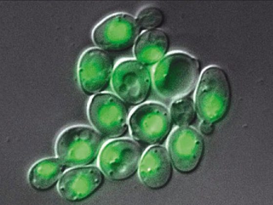 Microscope image of yeast cells expressing green fluorescent protein. Image credit: flickr.com user Carl Zeiss Microscopy