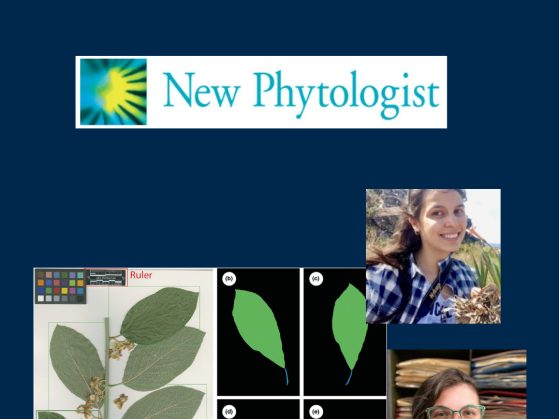 paper in New Phytologist
