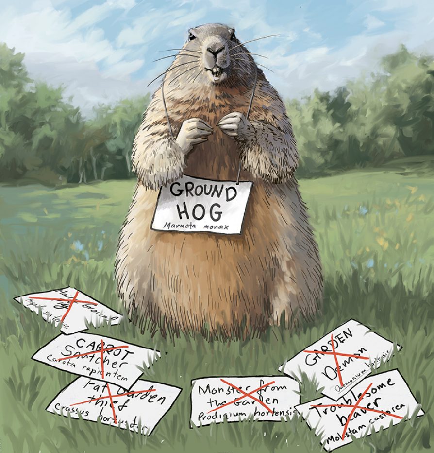 A groundhog holding up a sign that says "Groundhog marmota monax" with a number of discarded signs saying funny things like "Carrot snatcher" and "Fat garden thief"
