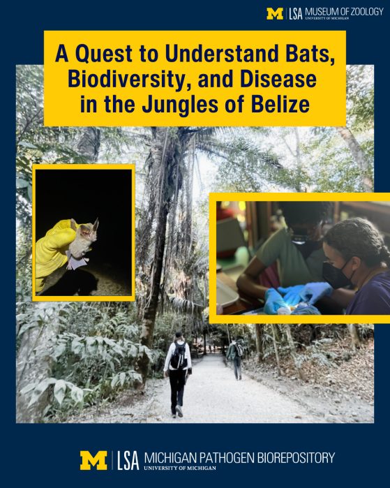 A Quest to Understand Bats, Biodiversity, and Disease in the Jungles of Belize
