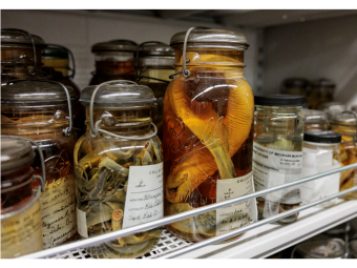MLive feature on the U-M Herbarium and UMMZ