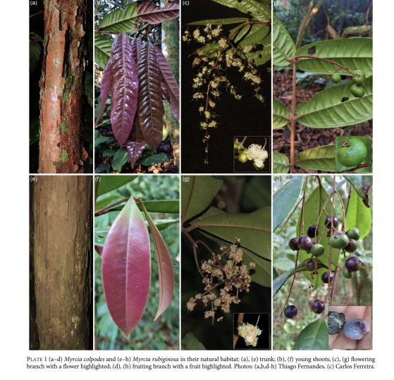 Plate 1 (a–d) Myrcia colpodes and (e–h) Myrcia rubiginosa in their natural habitat: (a), (e) trunk; (b), (f) young shoots; (c), (g) flowering branch with a flower highlighted; (d), (h) fruiting branch with a fruit highlighted. Photos: (a,b,d-h) Thiago Fernandes, (c) Carlos Ferreira. 