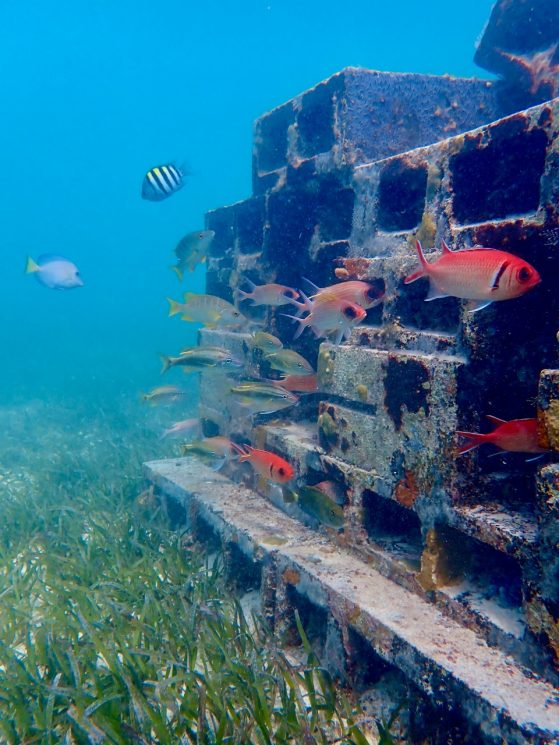 Brightly colored tropical fish swimming near an artificial reef made of cinderblocks