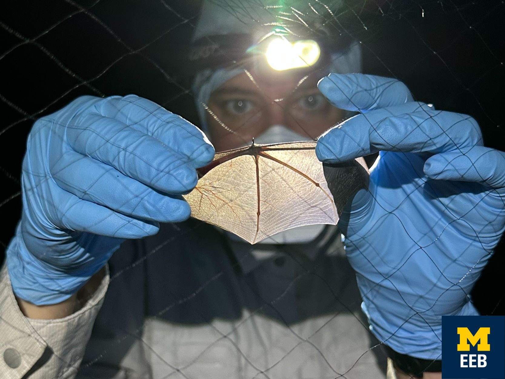 Close up to a research scientist examining a bat