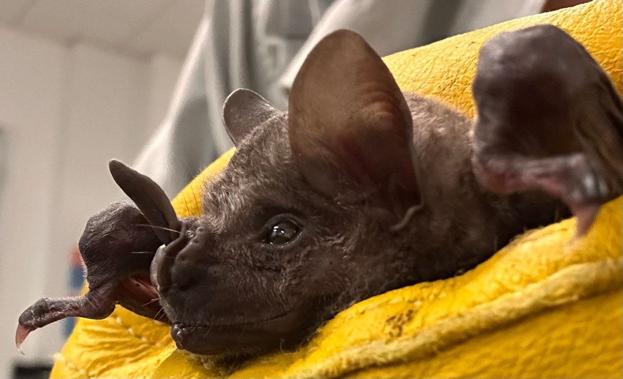Bat in Panama
