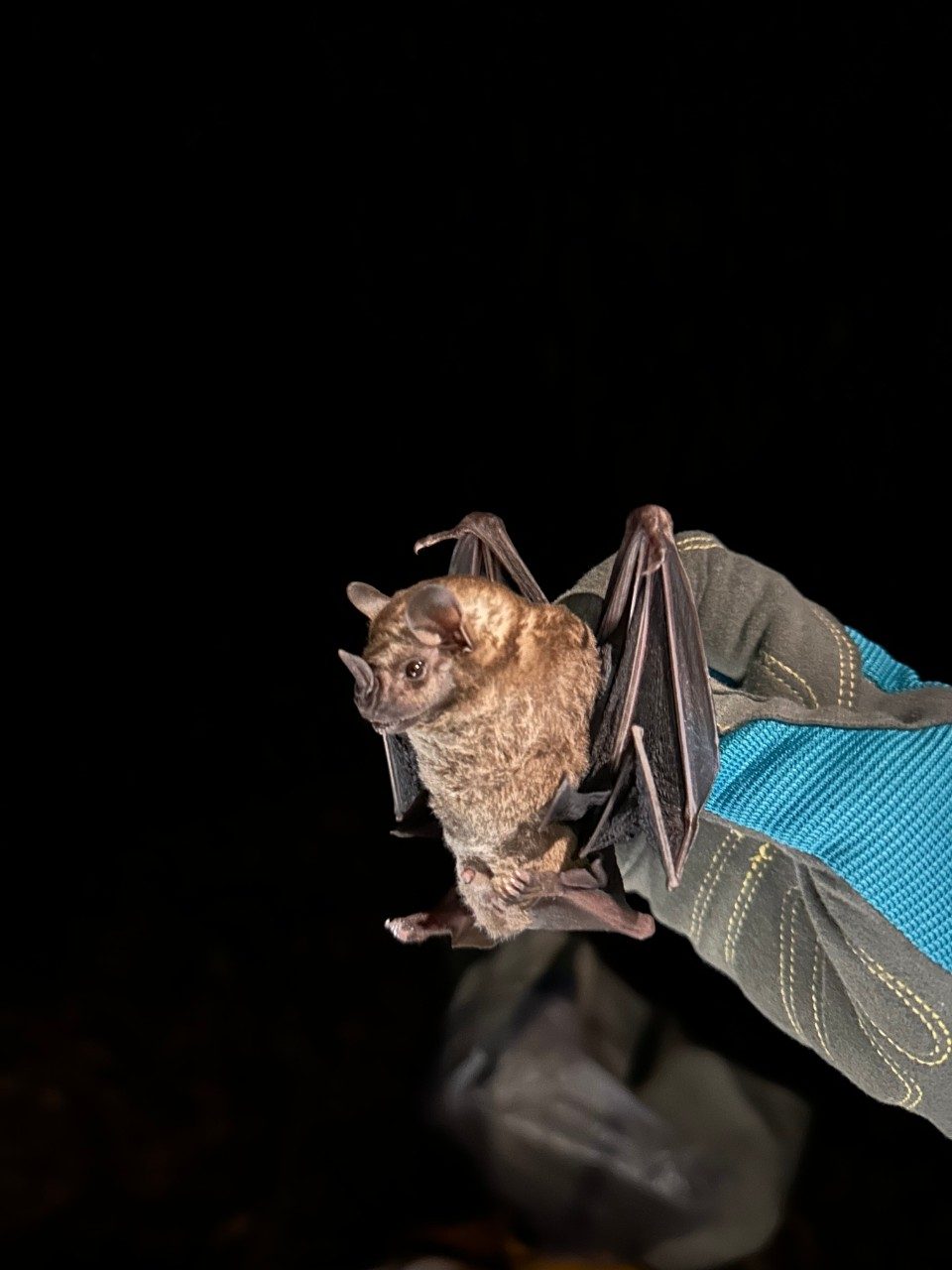 Artibeus bat 
