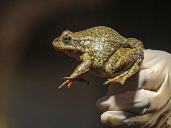 USGS biologist holds an endangered yellow-legged frog recovered from a fire-ravaged stretch of Little Rock Creek, just off Angeles Crest Highway 2 near Wrightwood in the San Gabriel Mountains. (Irfan Khan / Los Angeles Times via Getty Images)