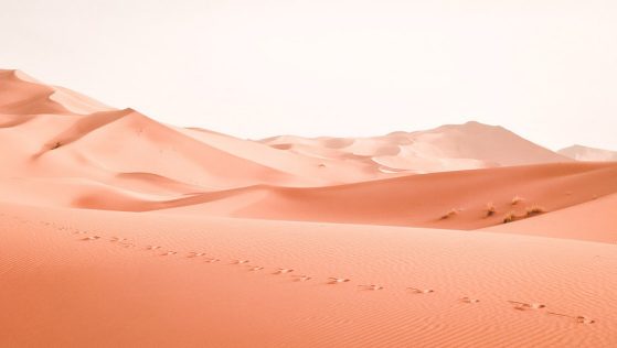 a desert vista