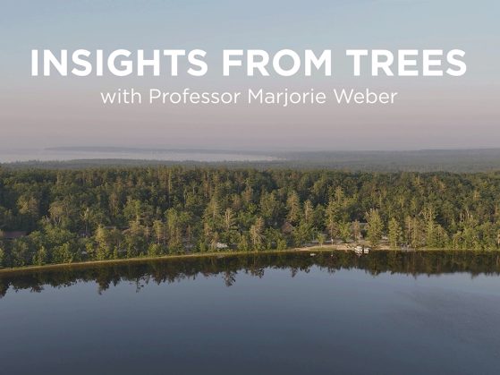 insights-from-trees-1000x750