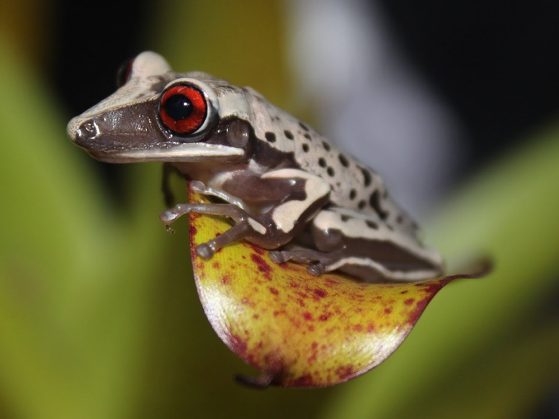 A frog with a bright red eye, a gray body, and a bulbous orange and red belly