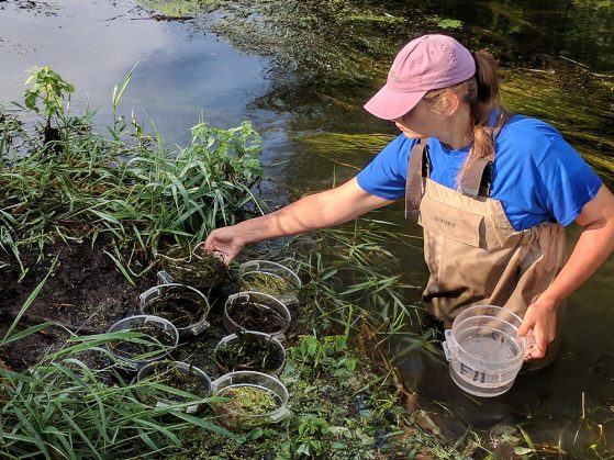 Erin Eberhard wears brown waders and stands waist high in water while collecting samples and sorting them into small bowls that appear to float on the water's surface.