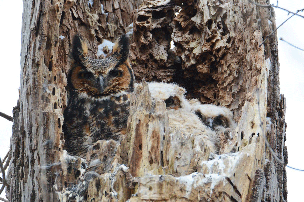 Owls camouflaged in a tree