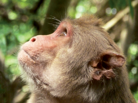 A close photo of a young Rhesus Macaq monkey looking up.