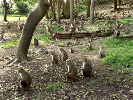 A photograph of a large group of Rhesus Macaque monkey on Cayo Santiago