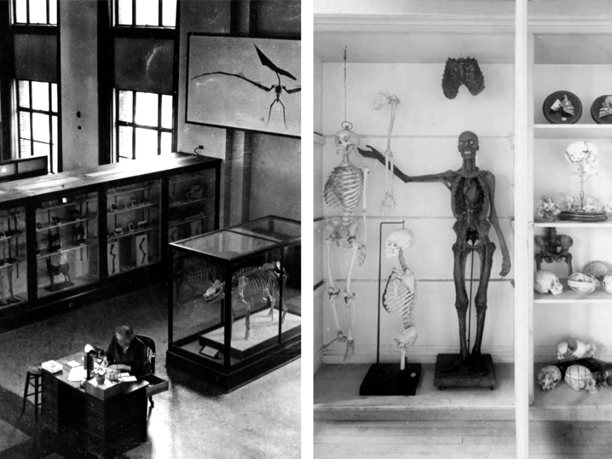 items from the museum of natural history, including an aerial shot of a dinosaur skeleton, a human skeleton, and shelves with several human skulls