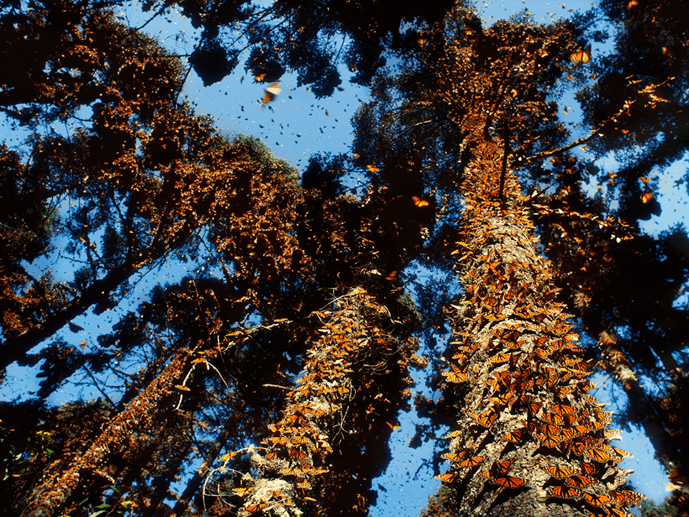 A photograph of a tree whose trunk is covered in monarch butterflies