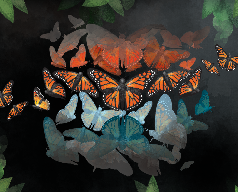 illustration of monarch butterflies