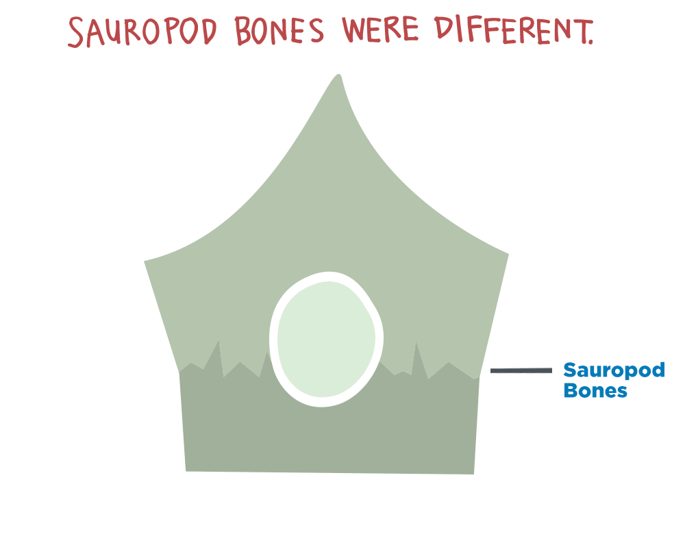 Sauropod bones were different.