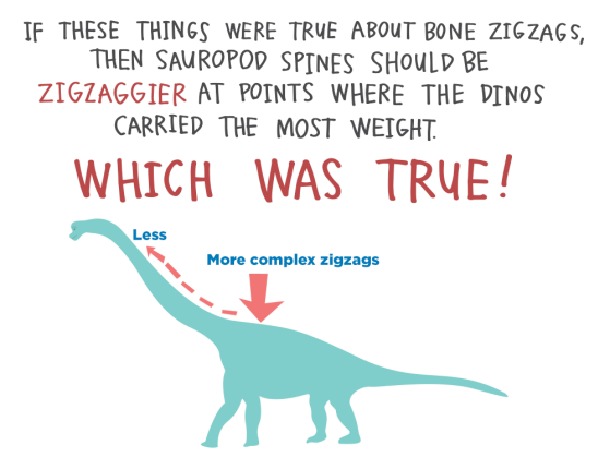 If these things were true about bone zigzags, then sauropod spines should be zigzaggier at points where the dinos carried the most weight. Which was true!
