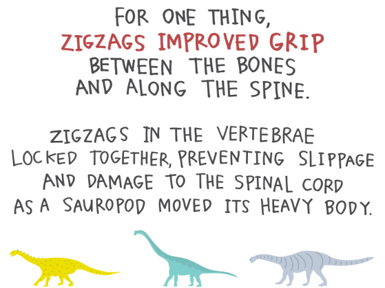 For one thing, zigzags improved grip between the bones along the spine. Zigzags in the vertebrae locked together, preventing slippage and damage to the spinal cord as a sauropod moved its heavy body.