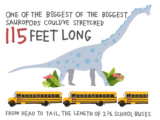 One of the biggest of the biggest sauropods could’ve stretched 115 feet long, from head to tail, the length of 2 ½ school buses. 