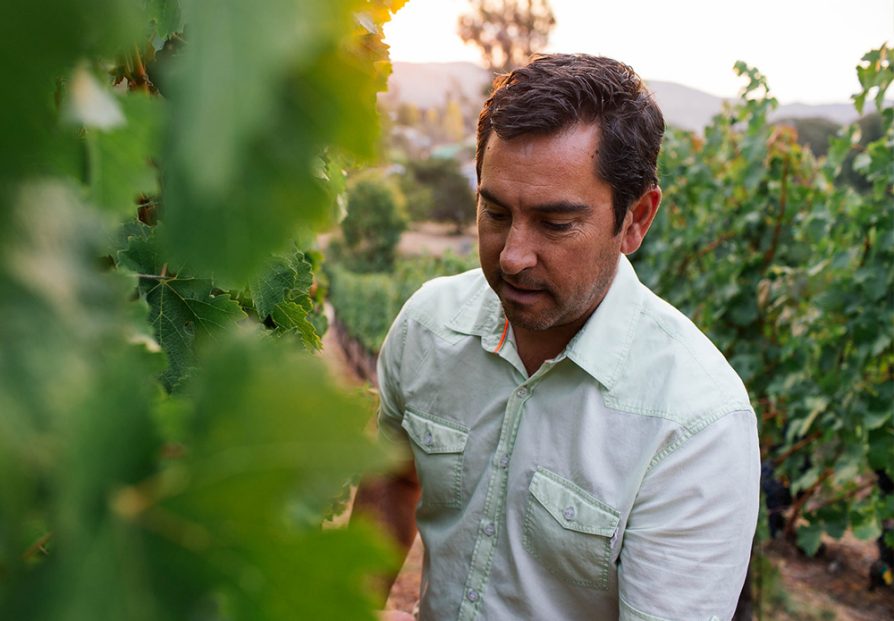 Corey Miller standing between rows in a vineyard examining a vine.