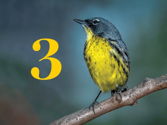A yellow warbler stands on a branch against a greenish-gray background next to a stylized numeral 3.