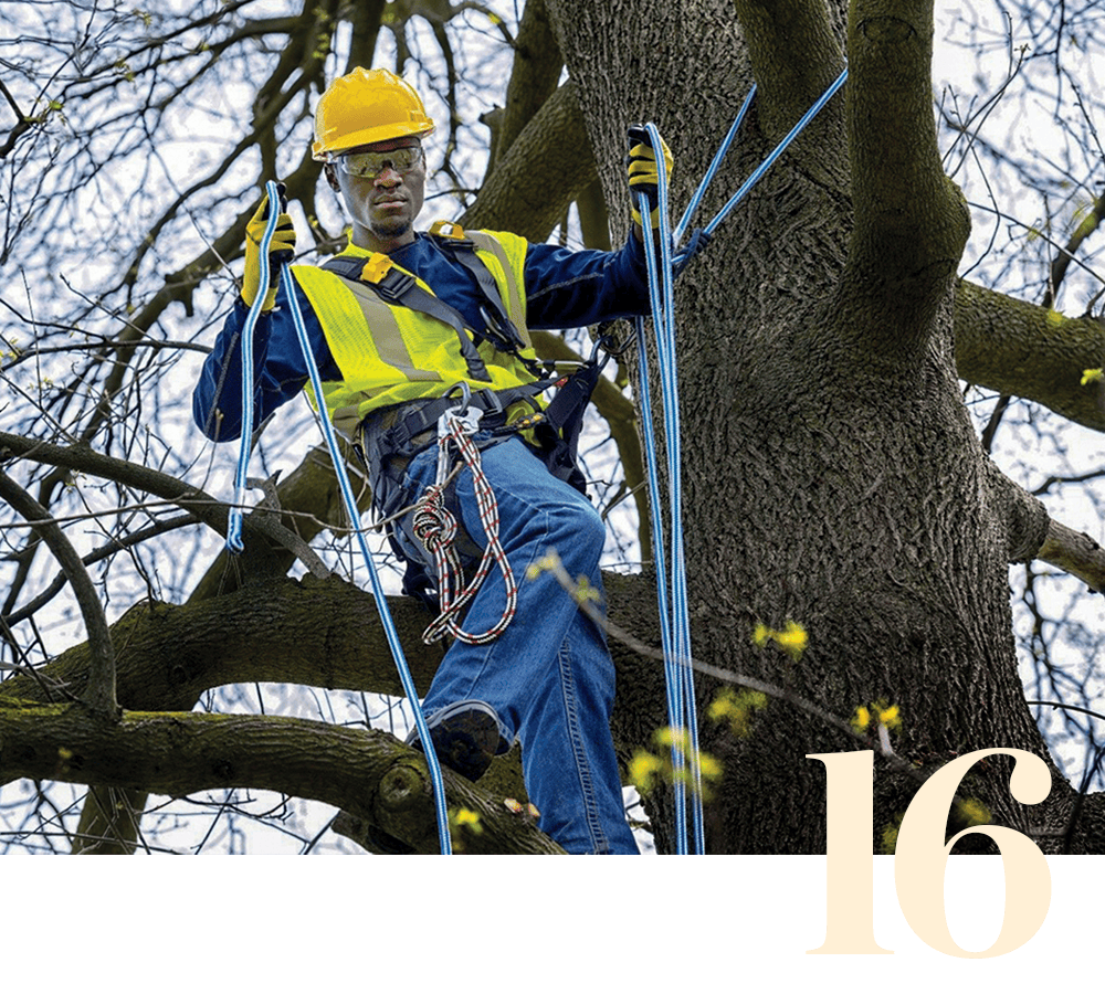 A person wearing safety gear is perched in a tree, holding several blue ropes. A stylized numeral 16 is also pictured. 