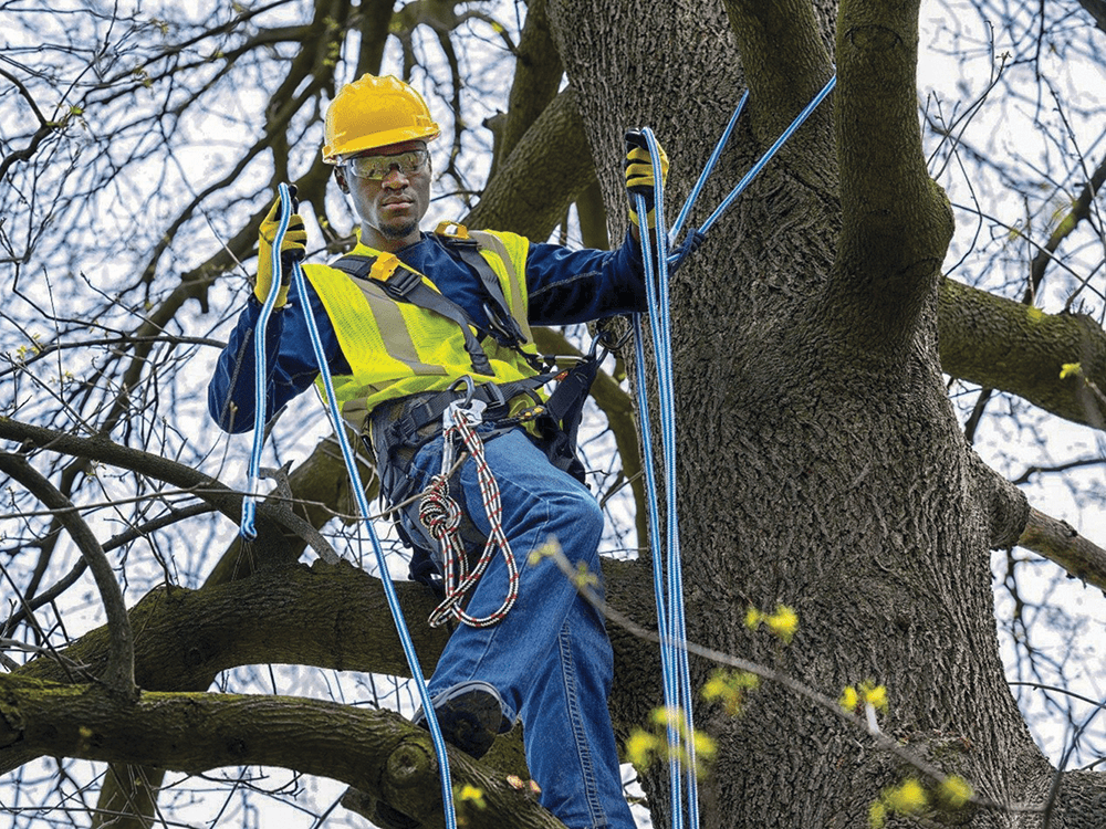 A person wearing safety gear is perched in a tree, holding several blue ropes.