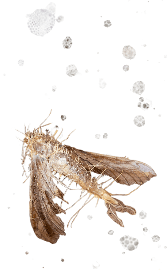 A moth infected by the cordyceps fungus.