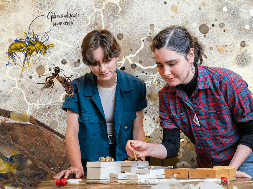 A collage of imagery includes fungal spores, insects infected with the cordyceps fungus, and two people working in a biology museum with specimens of fungi and insects.