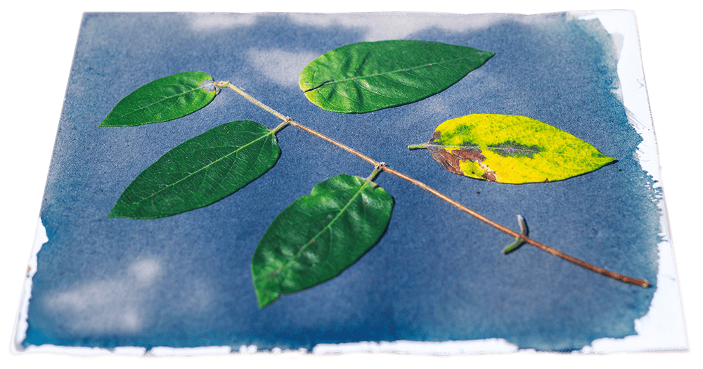 A small branch with green and yellow leaves laid upon a blue and white cyanotype paper.