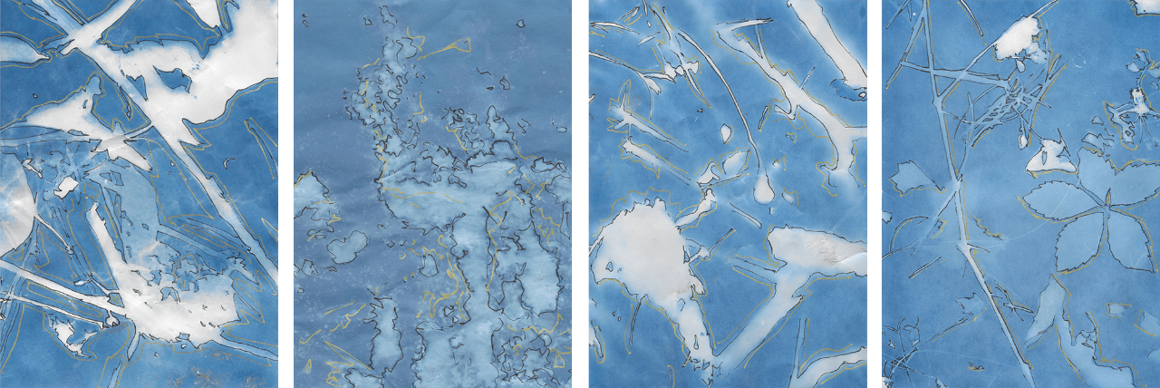 A series of four cyanotype prints, blue and white abstractions on paper.