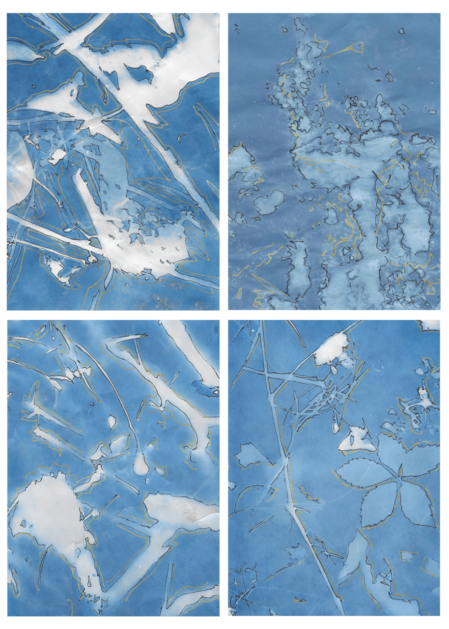A series of four cyanotype prints, blue and white abstractions on paper.